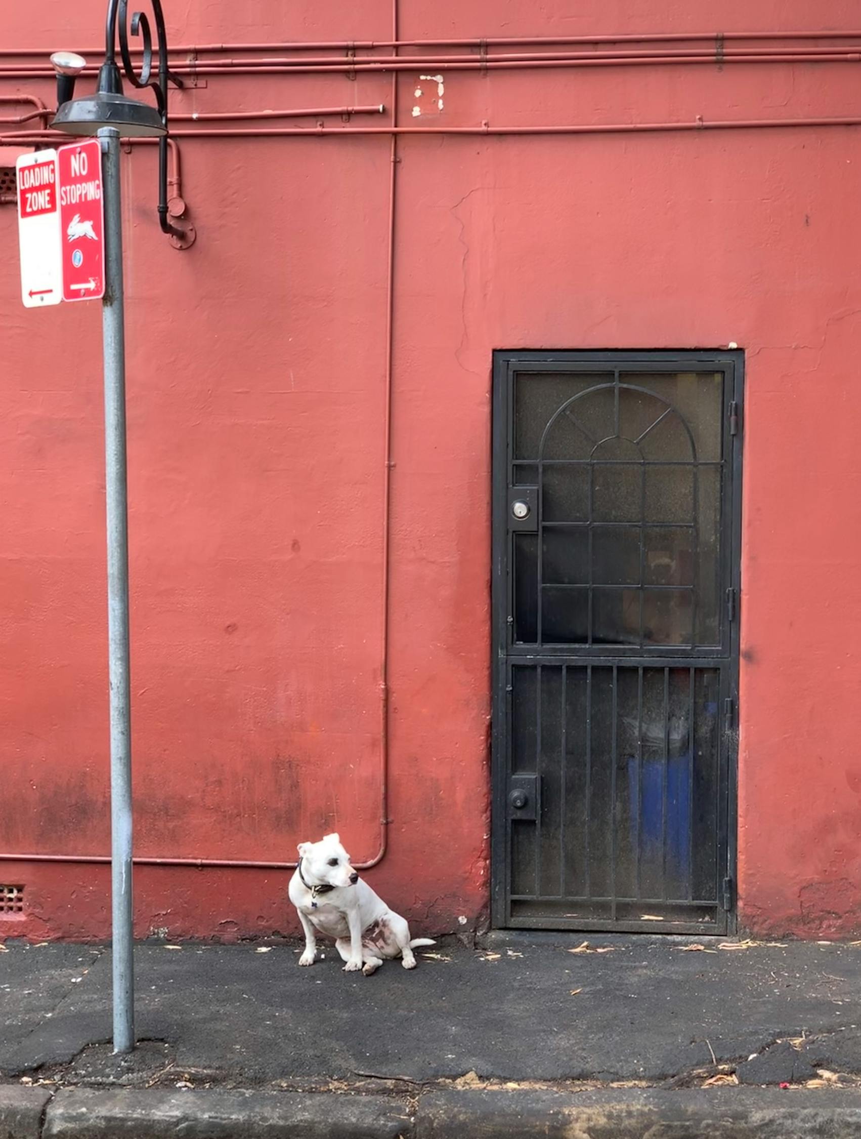 中国犬类比赛，展现犬种魅力与竞技风采的盛宴